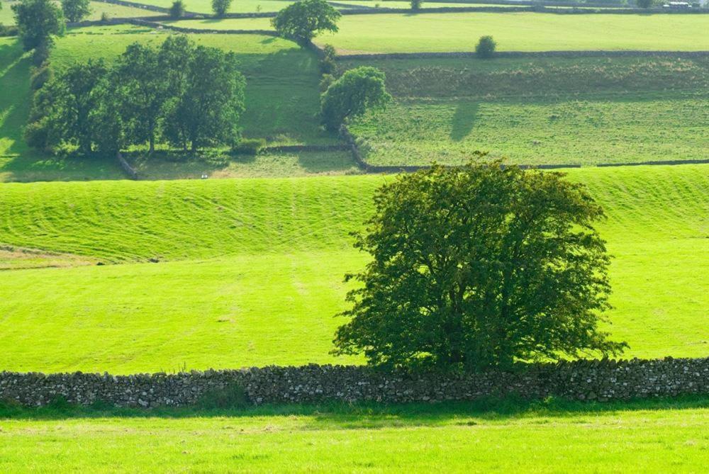 Cherry Tree At Satterthwaite * Hawkshead